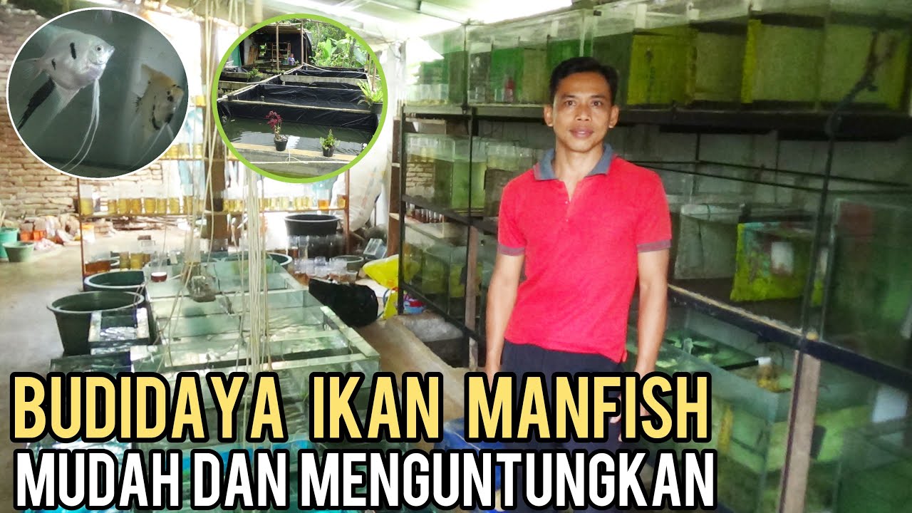 PROSPEK CERAH BUDIDAYA IKAN MANFISH || MUDAH DAN MENGUNTUNGKAN