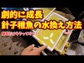【劇的に成長】メダカ針子稚魚の水換え方法【実践編/誰でも簡単にできる】安らぎAQUAちゃんねる