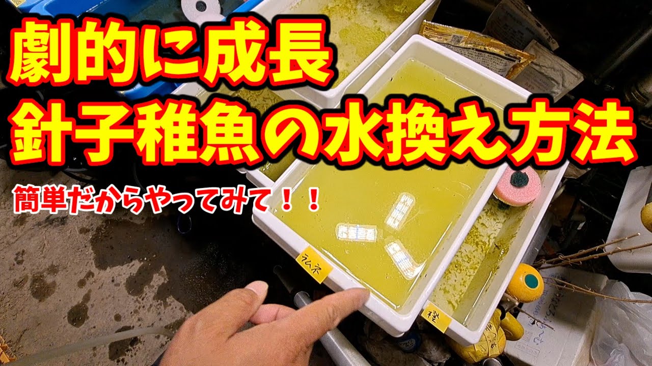【劇的に成長】メダカ針子稚魚の水換え方法【実践編/誰でも簡単にできる】安らぎAQUAちゃんねる