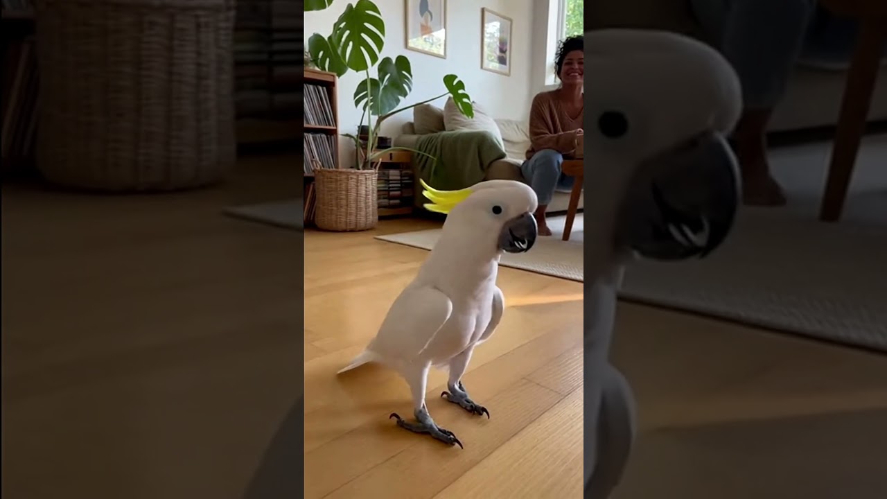 Удалённый сценарий Dance Heard Beat