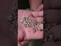 AI Rice Color Sorter | See the Difference Between Good & Defective Rice #machine#farming