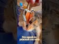 POV: Ужасный СОН кота