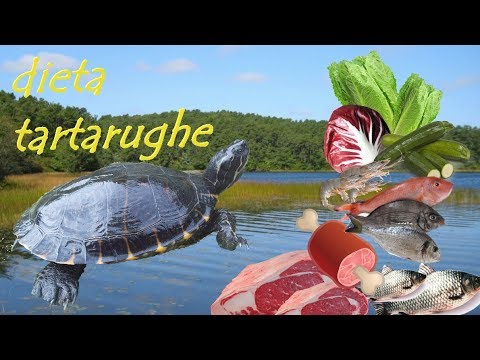 alimentazione delle tartarughe trachemys