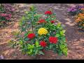 🌺 Small flowers, big beautyOriginal sound from nature music#natural music
