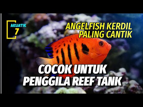 Video: Apakah komunitas angelfish adalah ikan?