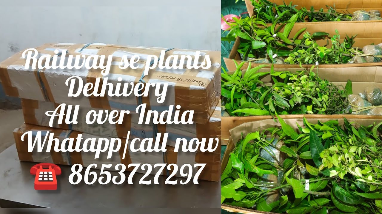 RAILWAY SE PLANTS Delhivery All OVER INDIA 🇮🇳 