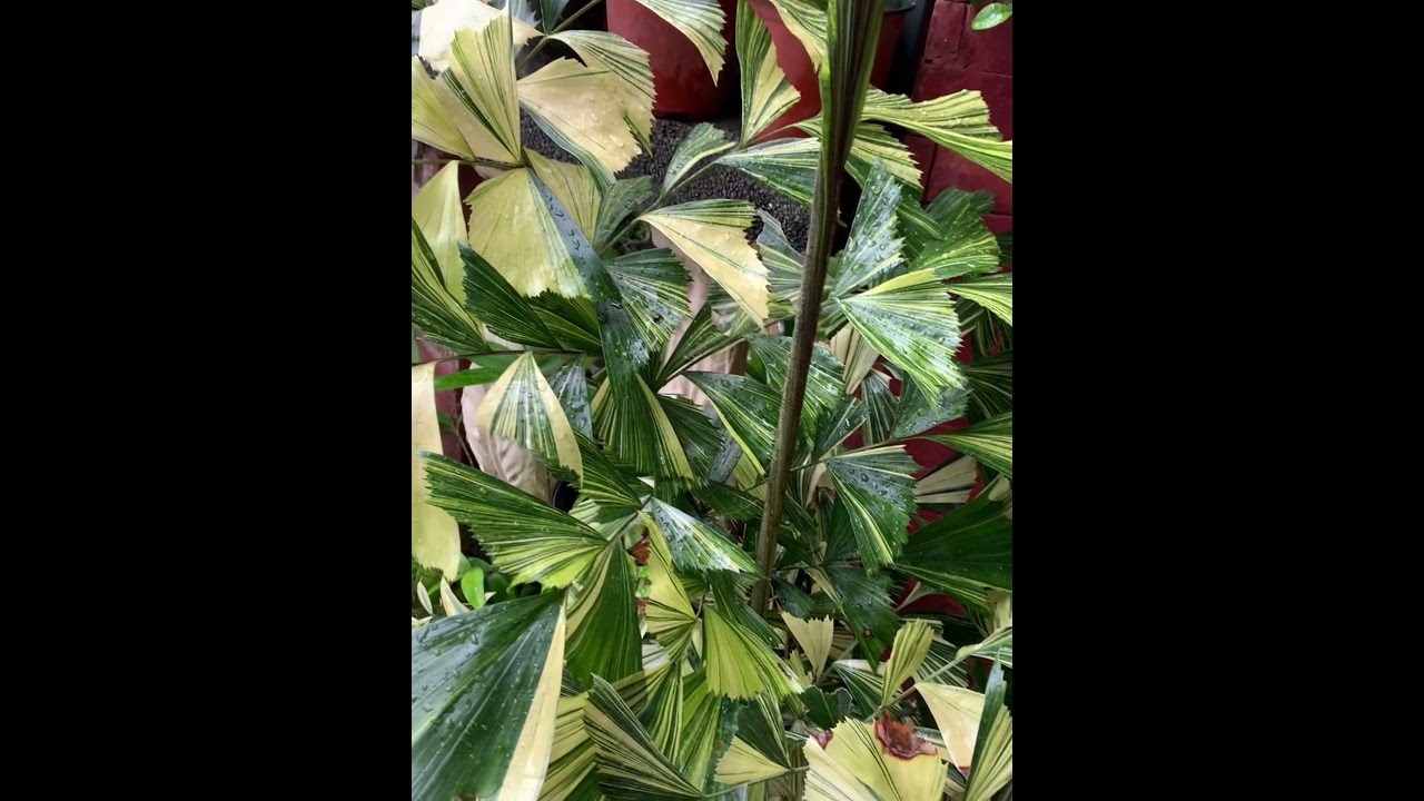 Variegated Fish Tail Palm