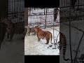 tiger vs jaguar