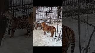 tiger vs jaguar tiger vs jaguar