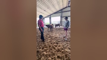 Proper low stress cattle handling