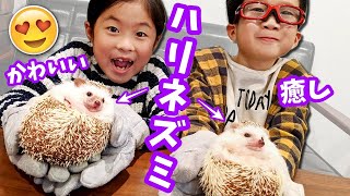 かわいすぎる～😍 癒しのハリネズミ体験🦔