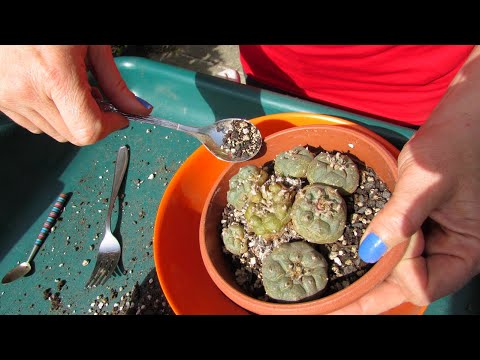 Video: Warum ist Lophophora illegal?