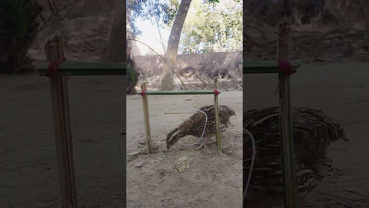 Quail Trap With Thread Short Funy Viral Video Alltraps1 2m