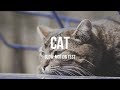 &quot;Cat&quot; Slow-motion cinematic test[Sony a6300]