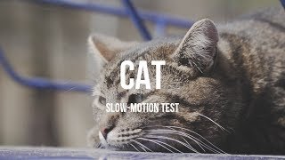 &quot;Cat&quot; Slow-motion cinematic test[Sony a6300]