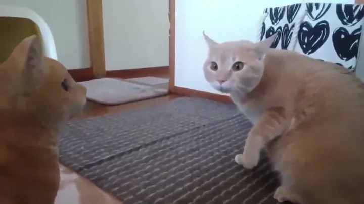 Funny cats 202244 104
