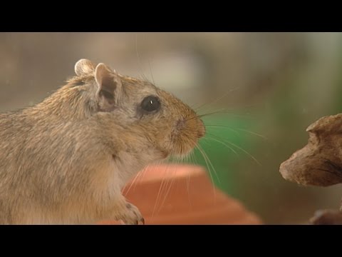 Video: Warum quietscht meine Rennmaus?