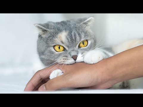Video: Mengapa Kucing Mendesis Tanpa Alasan?