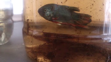 Lý do cá bi rách đuôi thật không bình thường