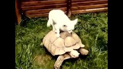 Funniest Turtle Videos Compilation Try Not To Laugh