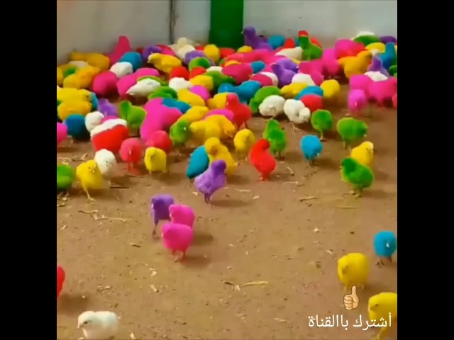 صيصان ملونة