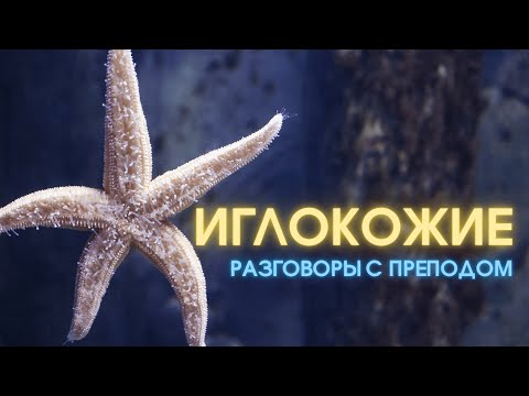 Биология. Иглокожие