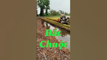 Theo Máy Cắt Bắt Chuột Đồng | Nghị Suave Vlog | #fishing #chuộtđồng #sanbat #mientay #nghisuave