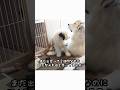 超大型犬をママだと思ってる子犬が可愛い♡