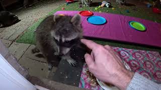 Raccoons favorite food: ROUND ONE 2024