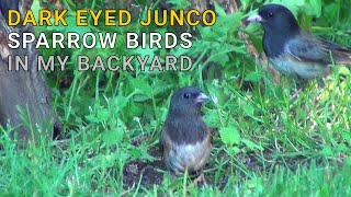 Darkeyed Junco Sparrow Birds in My Backyard