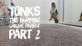 Tonks the Hopping Caique Parrot Part 2