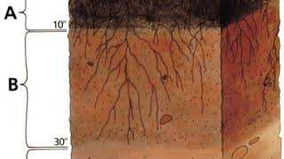Canadian Society of Soil Science | Wikipedia audio article