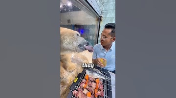 Con GẤU BẮC CỰC này chắc hẳn đã cảm thấy RẤT ĐAU LÒNG 💔 🐻‍❄️ #shorts