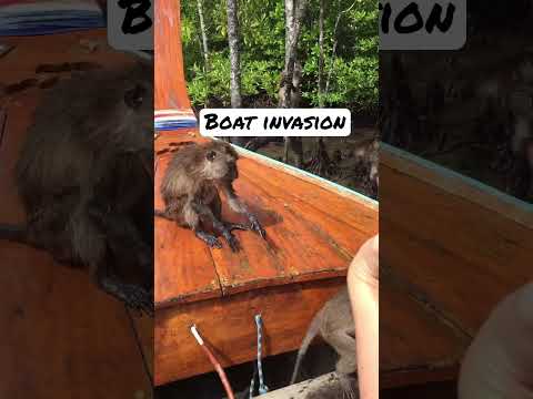 Boat Invasion Monkeys Monkeyvideo Monkeylife Thailand Тайланд Обезьяны
