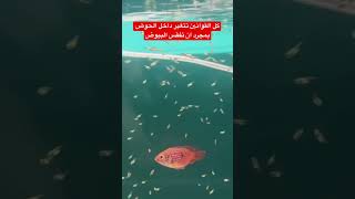 jewel fish - سمك الريد جويل