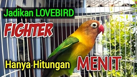 JADIKAN LOVEBIRDMU FIGHTER Hanya Dalam Hitungan Menit, RESPON NYAUT Bunyi NGEKEK