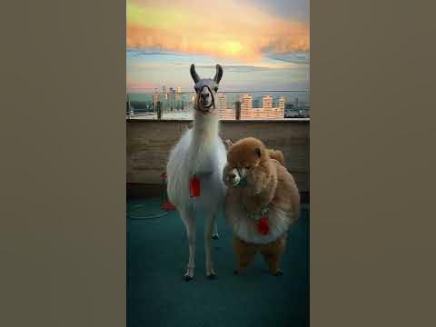 лама и альпака - YouTube