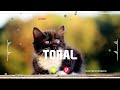TORAL Name Ringtone || TORAL naam ki ringtone | TORAL name smart ringtone | iphone ringtone