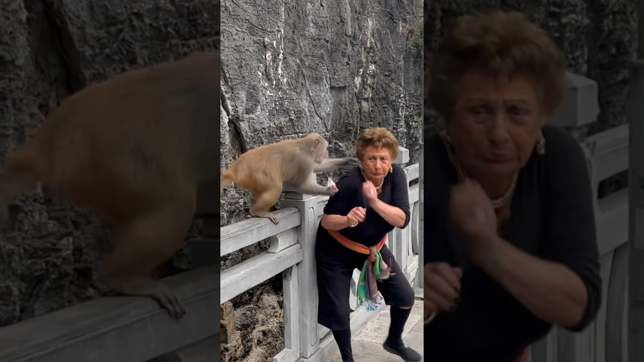 Tourist Attacked by monkey. 