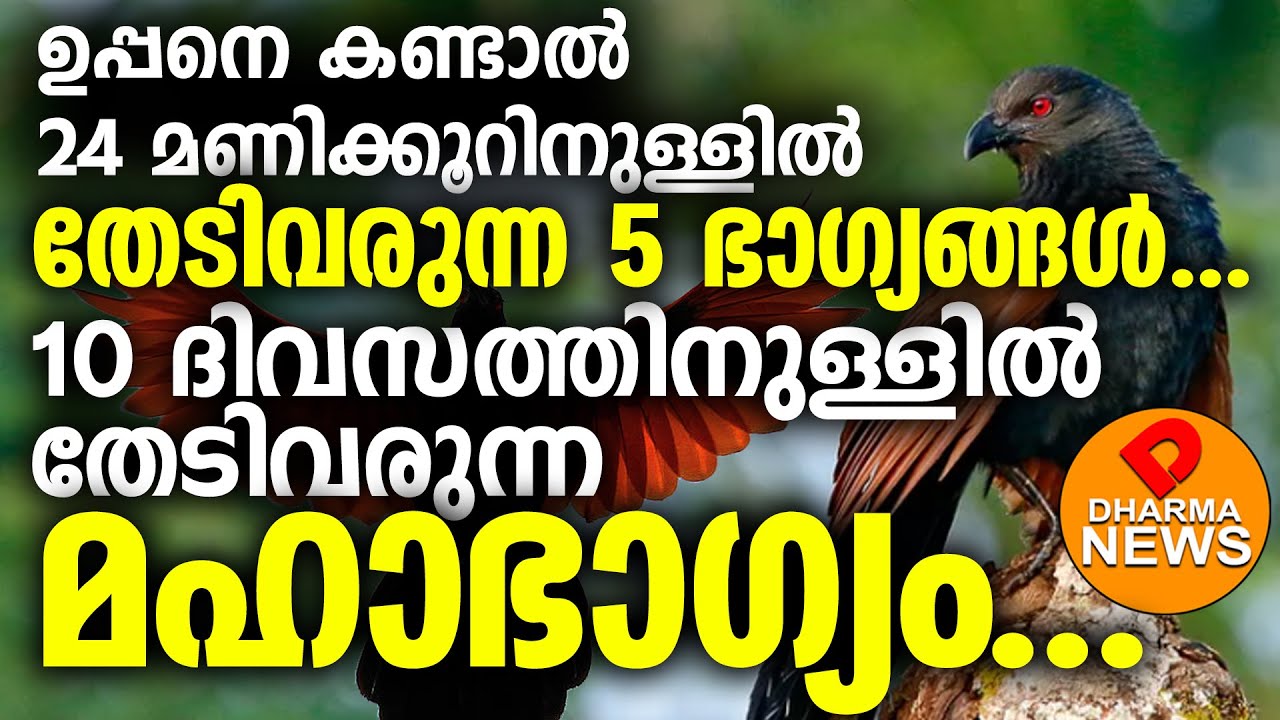 ഉപ്പൻ ചെമ്പോത്ത് നിങ്ങളുടെ വീട്ടിൽ വരുന്നത് ഈ 5 ഭാഗ്യങ്ങളുമായി UPPAN | PHEASANT CROW | DHARMA NEWS