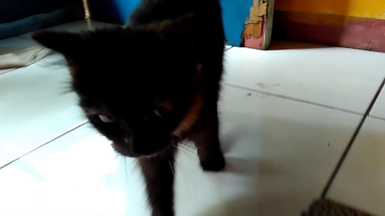 Kucing - YouTube