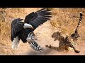 The Old Eagle Attacks The Young Leopard Cub In Front Of Its His Mother, And What Happens Next?