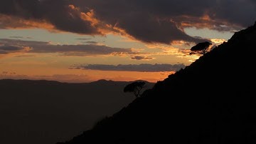 Life In A Parallax Universe