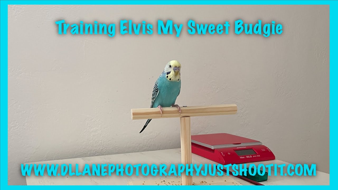 Training My Budgie Elvis - YouTube
