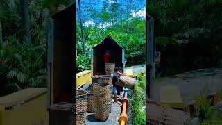 ratusan kilo buah salak ini dibuang secara cuma-cuma oleh petaninya #shorts