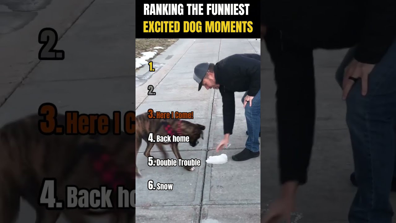 RANKING THE FUNNIEST EXCITED DOG MOMENTS 