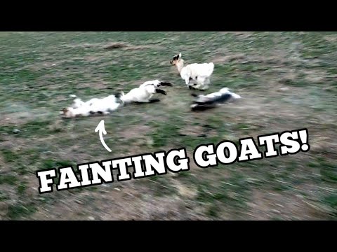 TANNER FLOWERS VERSUS FAINTING GOATS!