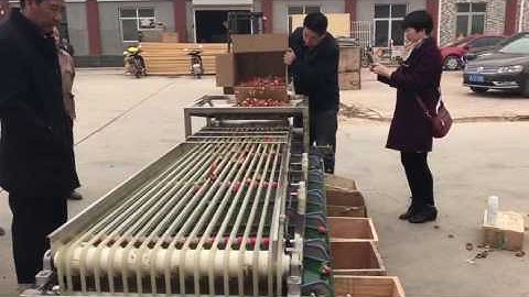 QY-01 berry grading sorting machine, strawberry and fruit grader sorter
