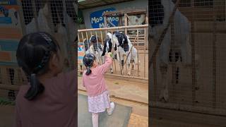 Kambing makan dulu #kambing #kebunbinatang #liburanseru #shortvideo #fypシ #creatorshort