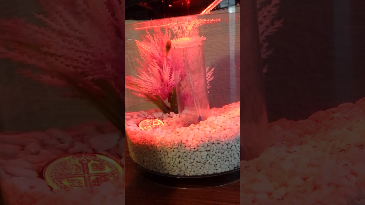 imagitarium freshwater aquarium 2.2